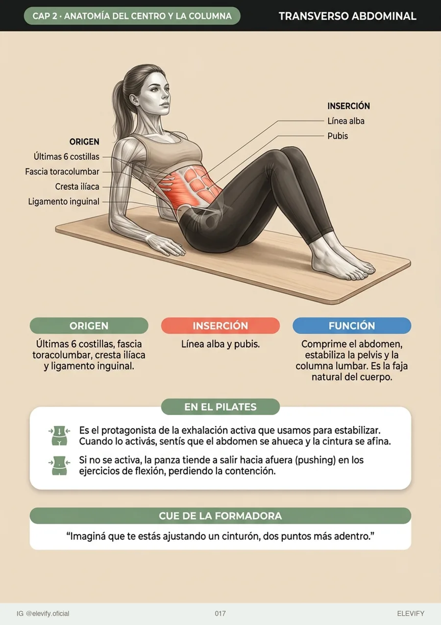 Transverso abdominal
